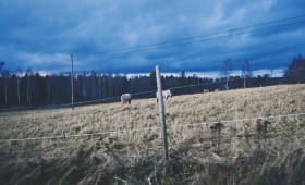 häst i farten