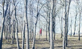 hund i skog